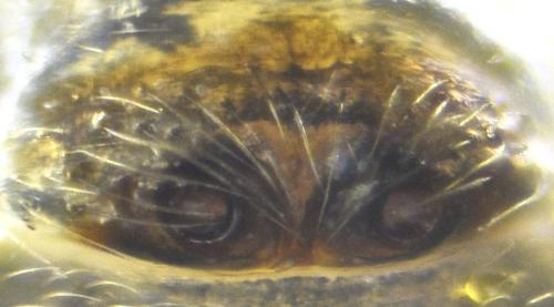 Réf. 201 020 : Hylyphantes nigritus
